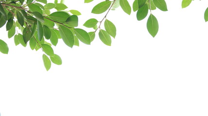 Fototapeta premium Blur tree leaves on a white background with copy space