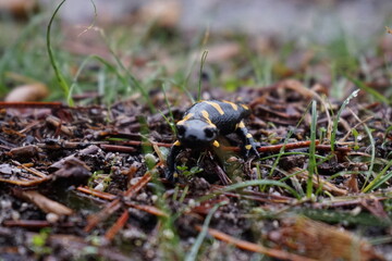 salamandra venenosa 