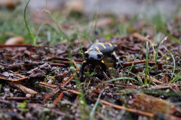 salamandra venenosa 
