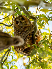 sowa uszatka owl na zimowisku na drzewie