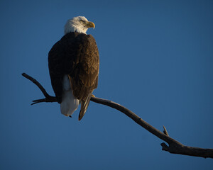 white tailed eagle