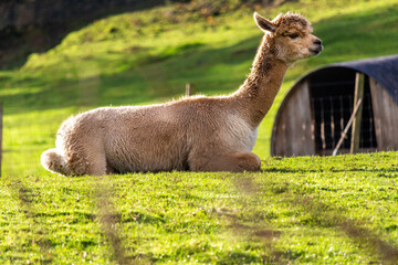 llama in the grass