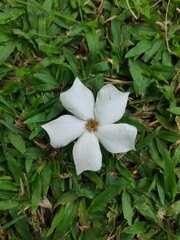 white flower