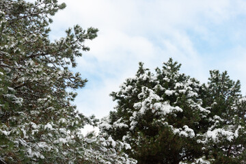 pine trees with snow and blue sky with clouds