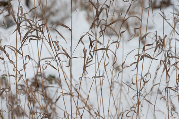 dried grass and snow