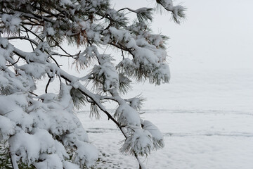 snow covered pine tree and space for copy