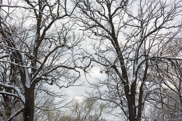 Fototapeta na wymiar oak trees covered in snow on cloudy sky