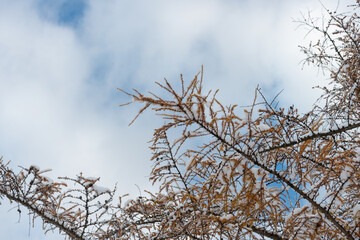 snow covered larch on a cloudy blue sky