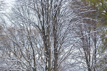snow covered branches