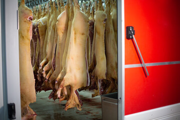Meat processing in the meals industry, cuts uncooked pig, storage in refrigerator, pork carcasses striking on hooks in a meat manufacturing facility.