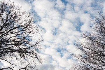 tree silhouette on sky with clouds
