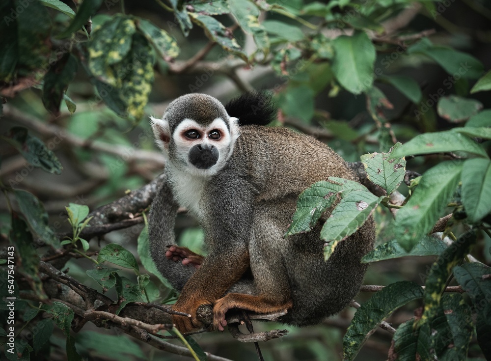 Sticker closeup of a cute squirrel monkey (saimiri) on a branch