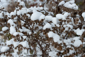 snow covered dry hooked burdock