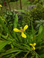 Close-up top view of bright yellow with brown spots of trimezia flowers blooming in tropical garden outdoors on natural background