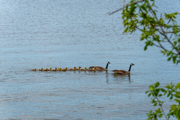 Canada Geese And Goslings On The River In Spring