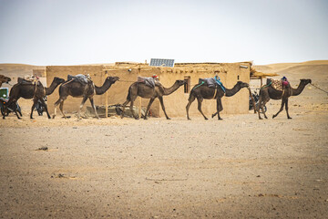 camels in the desert, sahara, merzouga, erg chebbi, morocco, north africa