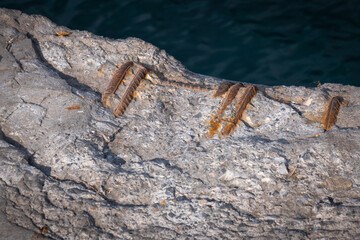 rusty iron bars on old concrete pier