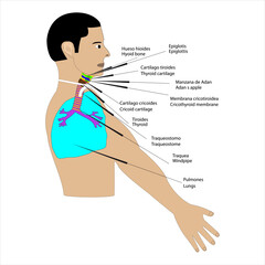 Anatomía humana Anatomía topografía de un paciente con traquestomo y los órganos del cuello y pecho vista de perfil - obrazy, fototapety, plakaty