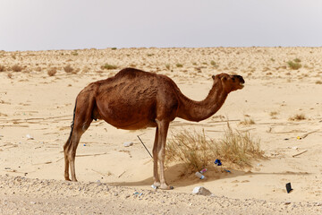 Lonely camel in the desert. Wild animals in their natural habitat. Wilderness and arid landscapes. Travel and tourism destination in the desert. Safari in africa. 