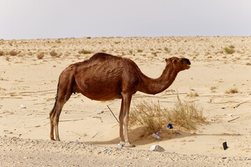 Lonely camel in the desert. Wild animals in their natural habitat. Wilderness and arid landscapes....