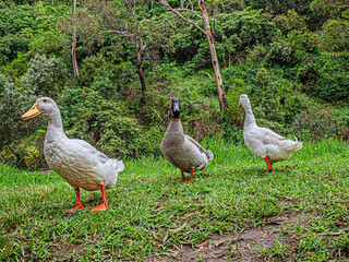  Three Quackers