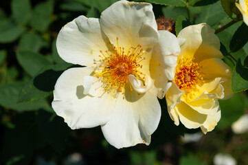 simple yellow rose close up