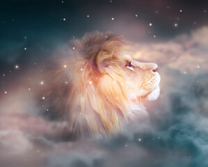 African lion looking up on stars at night. Proud dreaming fantasy leo on dark dramatic deep starry...