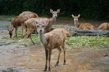 Muntjacs also known as barking deer or rib-faced deer that are in a zoo with a stretch of land and grass are in groups or alone. Some of the deer are walking. The deer are many and in groups.