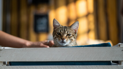 Red cat lies in a couch on the window. 