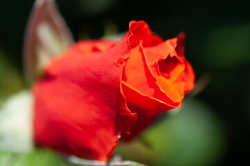 orange rose close up