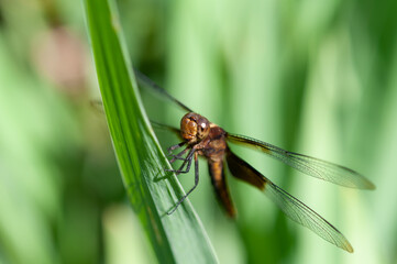 dragonfly on a leaf