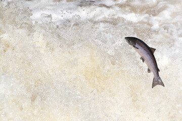Fresh from the north sea, wild Scottish Atlantic salmon fish leaping up a waterfall 
on migration...
