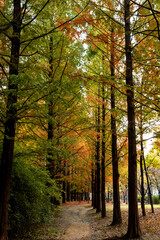 Fototapeta na wymiar Beautiful and colorful autumn landscape, yellow, orange and red.