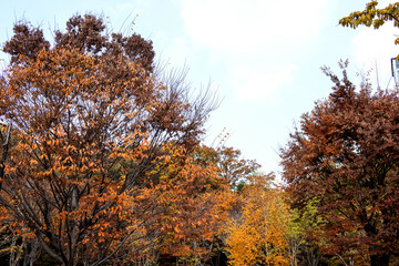 Beautiful and colorful autumn landscape, yellow, orange and red.