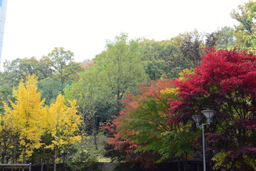 Beautiful and colorful autumn landscape, yellow, orange and red.