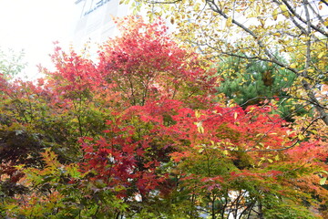 Beautiful and colorful autumn landscape, yellow, orange and red.