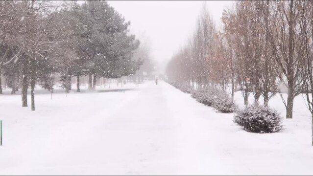 On a beautiful, wintery, cold, windless day, large snow falls. A lonely man standing in distance in park slowly covered with snow. Avenue of trees, all under the snow. Fixed camera, general shot
