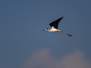 Black-winged Stilt in flight against sky