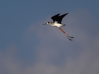 Black-winged Stilt in flight against sky