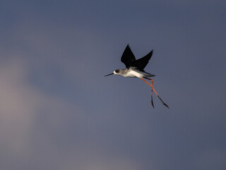 Black-winged Stilt in flight against sky