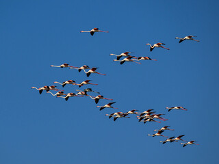 Flock of Greater Flamingos  flying against blue sky 