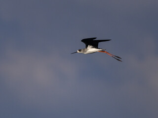 Fototapeta na wymiar Black-winged Stilt in flight against sky