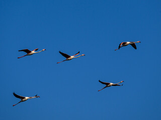 Flock of Greater Flamingos  flying against blue sky 