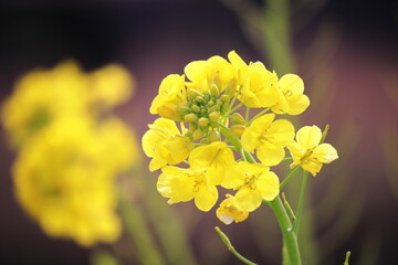 春の訪れを告げる菜の花