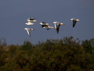Flock of Slender-billed Gull flying against sky with clouds