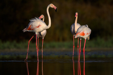 Greater Flamingos foraging on the pond  against green background © FotoRequest