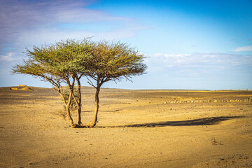 lone acacia tree in moroccan desert, north africa