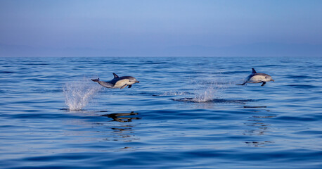 Common Dolphins Breaching out of the water, California Coast , Pacific Ocean, Dana Point, California
 - obrazy, fototapety, plakaty