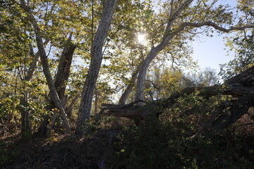 Fototapeta premium Short autumn day in California. The sun is low, not hot, the vegetation is yellow and orange.