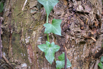 ivy climbing on rough bark of a tree